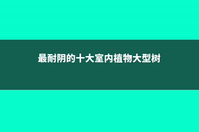 最耐阴的十大室外植物 (最耐阴的十大室内植物大型树)