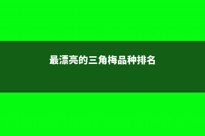 最漂亮的三角梅有哪几个品种 (最漂亮的三角梅品种排名)