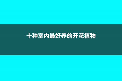 十种室内最好养的植物盆栽 (十种室内最好养的开花植物)