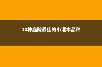 10种庭院最佳的花卉选择 (10种庭院最佳的小灌木品种)