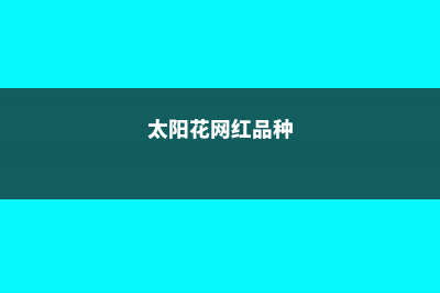 最漂亮太阳花品种 (太阳花网红品种)