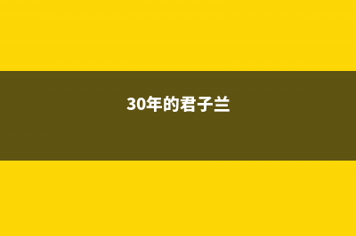 三十年的君子兰价格 (30年的君子兰)