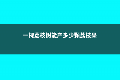 一棵荔枝树能产多少斤 (一棵荔枝树能产多少颗荔枝果)