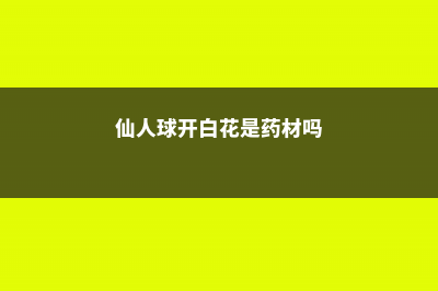 仙人球开白花是好事吗 (仙人球开白花是药材吗)