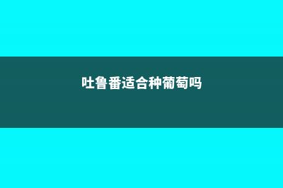 吐鲁番适合养什么花，市花和市树是什么 (吐鲁番适合种葡萄吗)