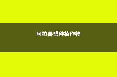 阿拉善盟适合养什么花，市花和市树是什么 (阿拉善盟种植作物)