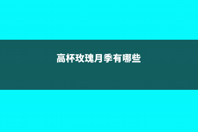 高杯切花月季经典品种 (高杯玫瑰月季有哪些)