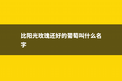 比阳光玫瑰还好的葡萄品种 (比阳光玫瑰还好的葡萄叫什么名字)