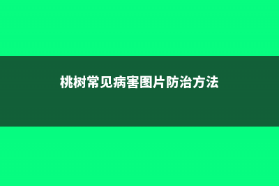 桃树常见病害图片防治方法 (桃树常见病害图片防治方法)