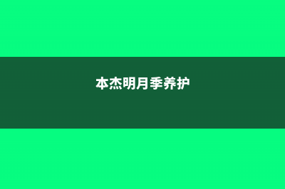 本杰明月季优缺 (本杰明月季养护)