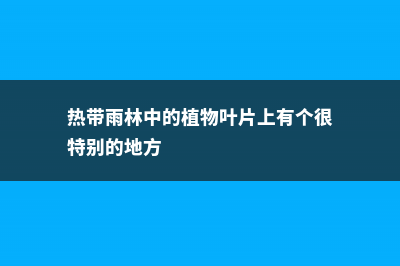 热带雨林中的植物 (热带雨林中的植物叶片上有个很特别的地方)