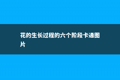 花的生长过程的六个阶段 (花的生长过程的六个阶段卡通图片)