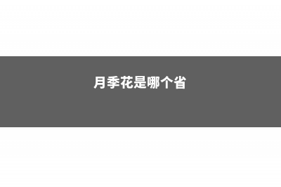 月季花是哪个城市的市花? (月季花是哪个省)