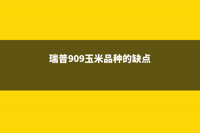 瑞普909玉米品种介绍 (瑞普909玉米品种的缺点)