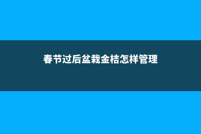 过年金桔盆栽怎么摆放 (春节过后盆栽金桔怎样管理)