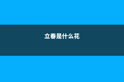 立春的代表花是什么花 (立春是什么花)