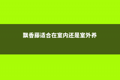 飘香藤适合在室内养吗 (飘香藤适合在室内还是室外养)