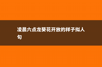 凌晨六点龙葵花怎么开放 (凌晨六点龙葵花开放的样子拟人句)