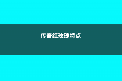 传奇红玫瑰的花语，玫瑰的花语是什么意思 (传奇红玫瑰特点)