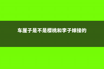 车厘子是不是樱桃，是同一种水果吗 (车厘子是不是樱桃和李子嫁接的)