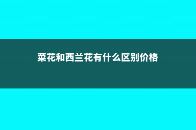 菜花和西兰花有什么区别，两者是一种东西吗 (菜花和西兰花有什么区别价格)