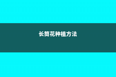 长筒花的养殖方法，鳞茎怎么种 (长筒花种植方法)