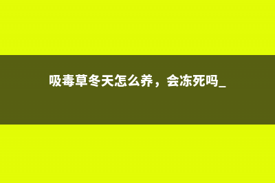 吸毒草冬天怎么养，会冻死吗 