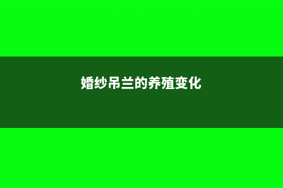 婚纱吊兰的养殖方法和注意事项 (婚纱吊兰的养殖变化)