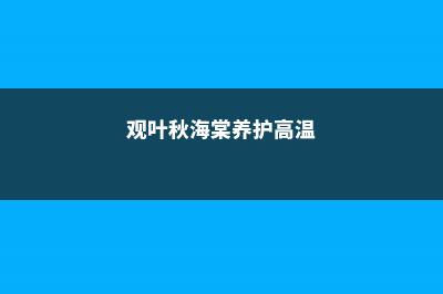 观叶秋海棠的养殖方法和注意事项 (观叶秋海棠养护高温)