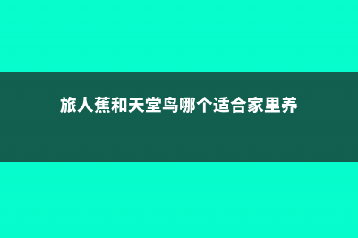 旅人蕉和天堂鸟区别，哪个更好养 (旅人蕉和天堂鸟哪个适合家里养)