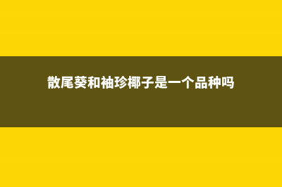 散尾葵和袖珍椰子的区别，哪个好养 (散尾葵和袖珍椰子是一个品种吗)