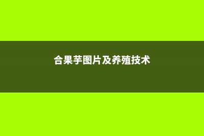 合果芋养殖方法和注意事项 (合果芋图片及养殖技术)