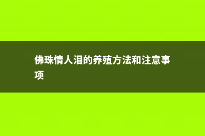 佛珠和情人泪的区别，哪个好养 (佛珠情人泪的养殖方法和注意事项)