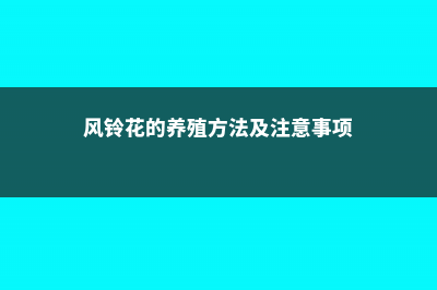 风铃花的养殖方法，风铃花图片 (风铃花的养殖方法及注意事项)