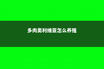 多肉奥利维亚怎么养 (多肉奥利维亚怎么养殖)