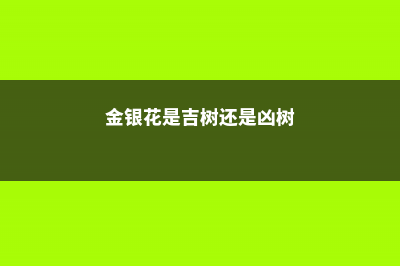 金银花的花语，有什么传说故事 (金银花是吉树还是凶树)