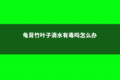 龟背竹叶子滴水的现象正常吗，日常怎么养护 (龟背竹叶子滴水有毒吗怎么办)