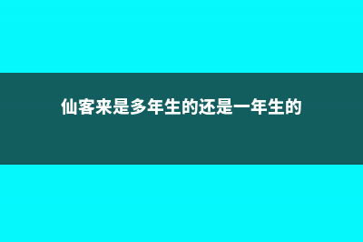 仙客来是多年生植物吗，是球根花卉吗 (仙客来是多年生的还是一年生的)