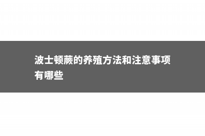 波士顿蕨的养殖方法，怎么繁殖 (波士顿蕨的养殖方法和注意事项有哪些)