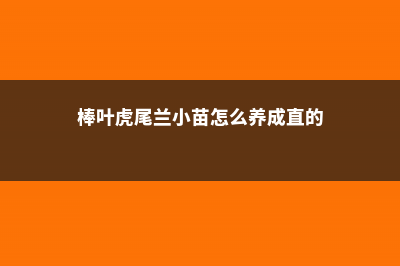 棒叶虎尾兰的养殖方法和注意事项 (棒叶虎尾兰小苗怎么养成直的)