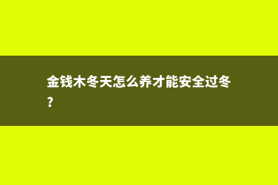 金钱木冬天怎么养，冻上了怎么办 (金钱木冬天怎么养才能安全过冬?)