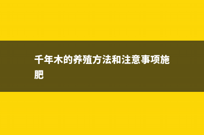 千年木的养殖方法和注意事项 (千年木的养殖方法和注意事项施肥)