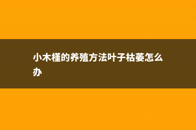 小木槿的养殖方法和注意事项 (小木槿的养殖方法叶子枯萎怎么办)