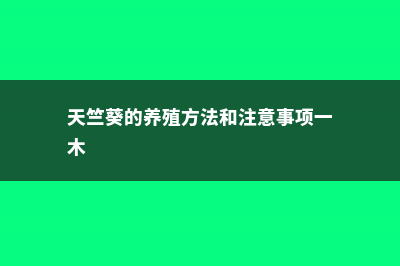 天竺葵的养殖方法及注意事项 (天竺葵的养殖方法和注意事项一木)