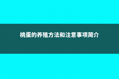 桃蛋的养殖方法和注意事项 (桃蛋的养殖方法和注意事项简介)