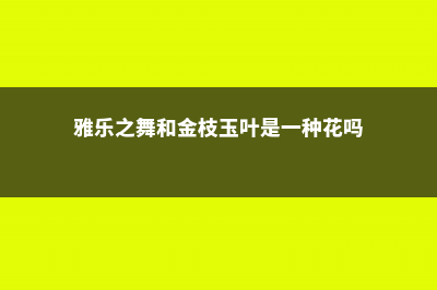 雅乐之舞和金枝玉叶的区别，哪个好 (雅乐之舞和金枝玉叶是一种花吗)