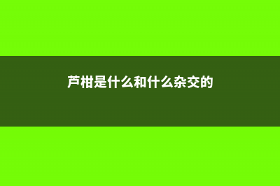 芦柑是什么，和橘子有什么区别 (芦柑是什么和什么杂交的)