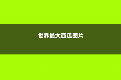 世界上最大的西瓜有多大，产地在哪里 (世界最大西瓜图片)