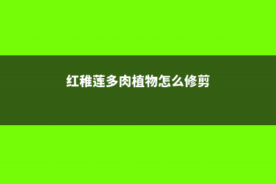 红稚莲多肉植物怎么养，如何养出老桩 (红稚莲多肉植物怎么修剪)