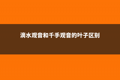 滴水观音和千手观音的区别，哪个有毒 (滴水观音和千手观音的叶子区别)